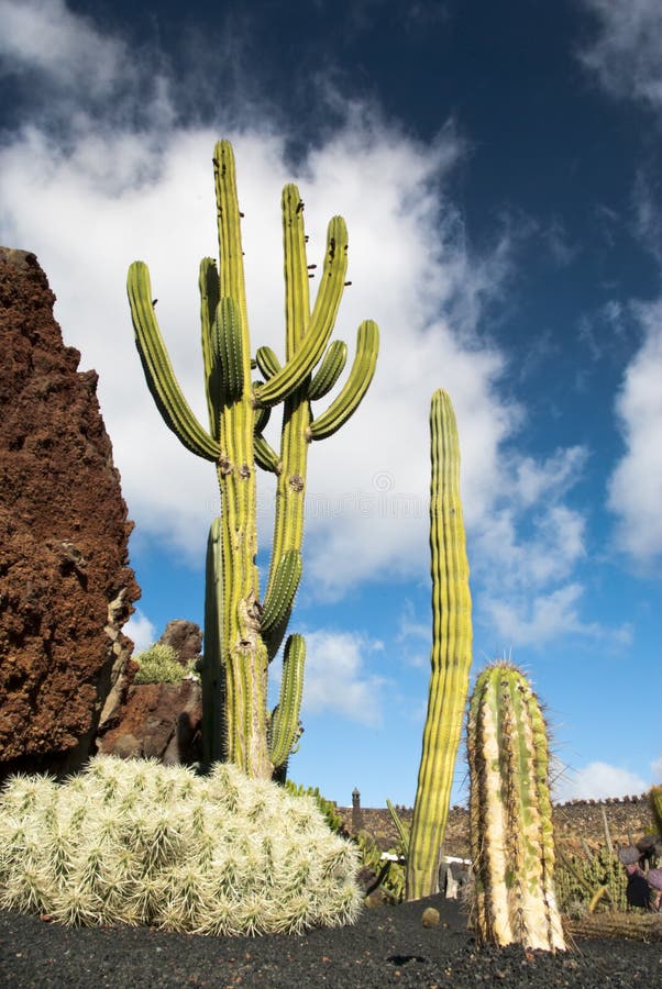 Cactus at Cactus Garden Lanzarote