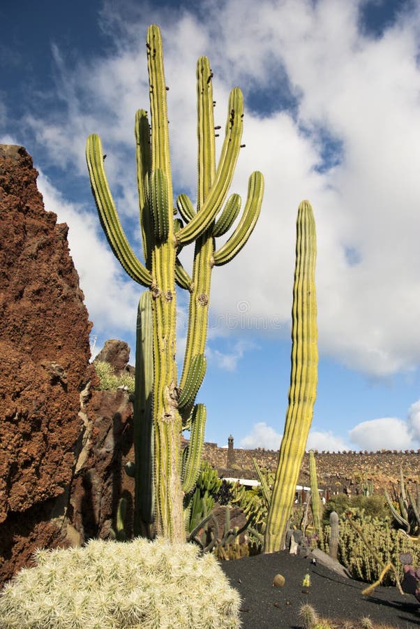 Cactus at Cactus Garden Lanzarote