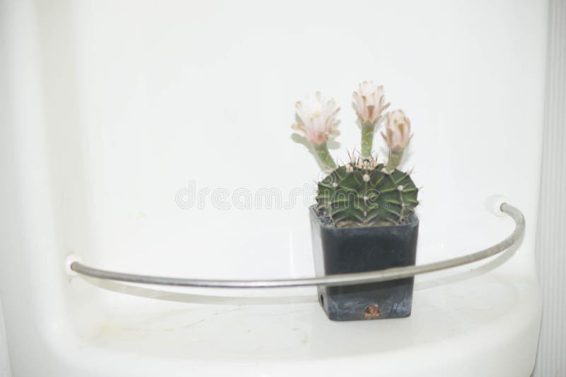 Tiny cacti in black pots royalty free stock images
