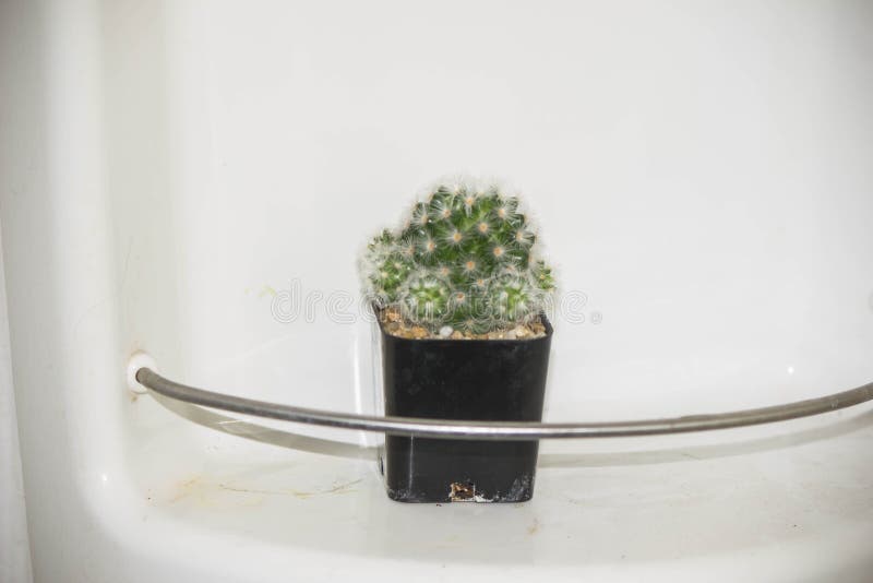 Tiny cacti in black pots royalty free stock photos