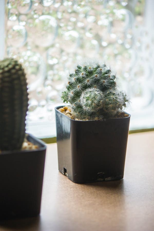 Tiny cacti in black pots stock photo