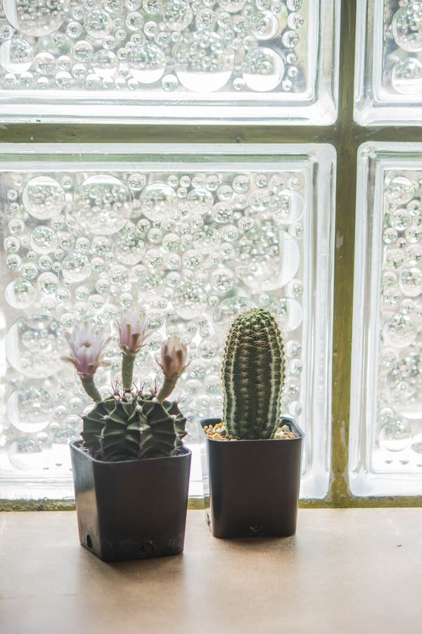 Two tiny cacti in black pots stock images
