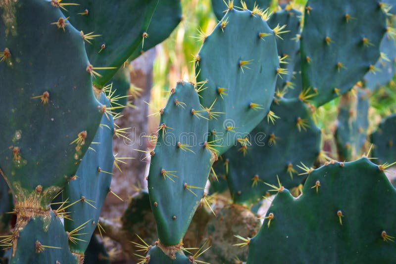 Cactus chiuso. cactus verde con spine. macropianta tropicale. agave succulenta in giardino. ravvicinamento della natura tropicale. fotografia stock libera da diritti