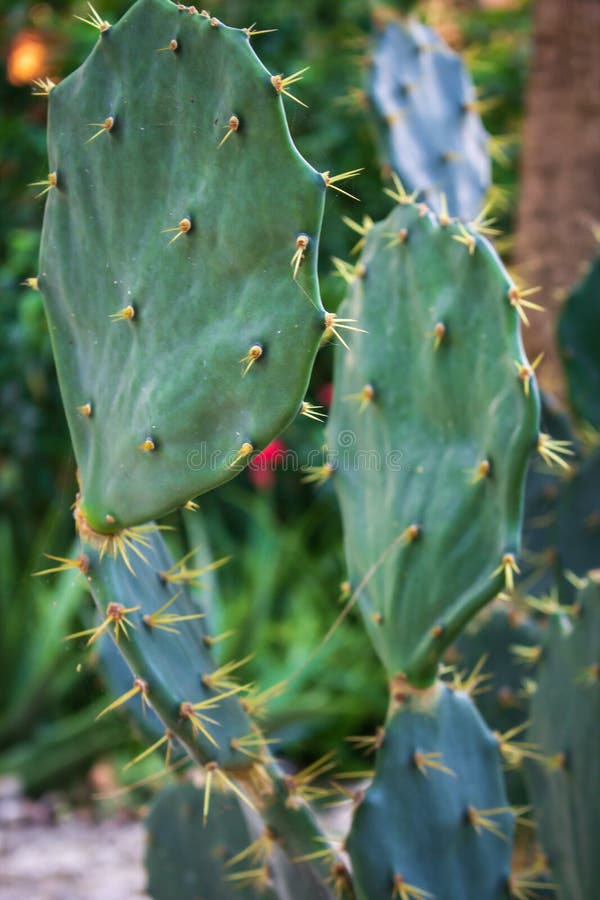 Cactus chiuso. cactus verde con spine. macropianta tropicale. agave succulenta in giardino. ravvicinamento della natura tropicale. fotografie stock libere da diritti