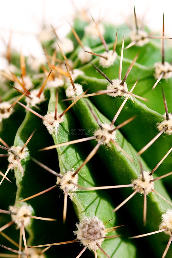 Cactus close up royalty free stock photos