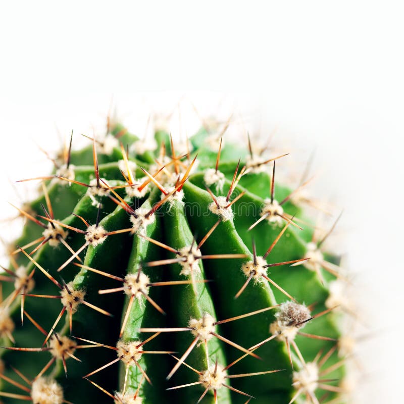 Cactus close up royalty free stock image