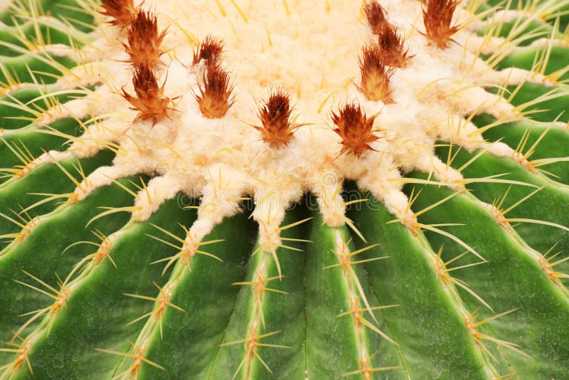 Cactus close-up royalty free stock images
