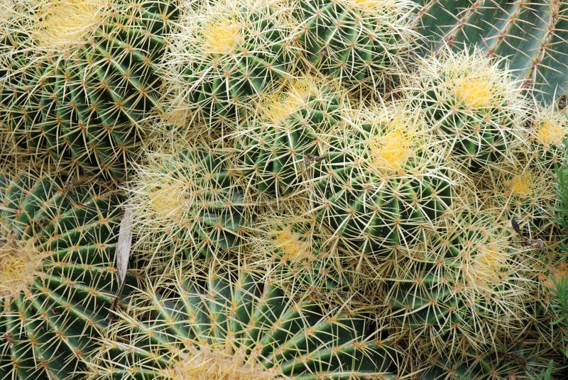 Cactus close-up royalty free stock photo