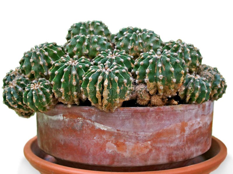 Cactus close-up. stock photo