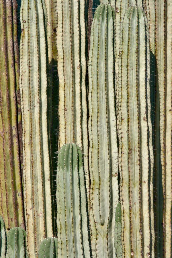 Cactus close up royalty free stock photos