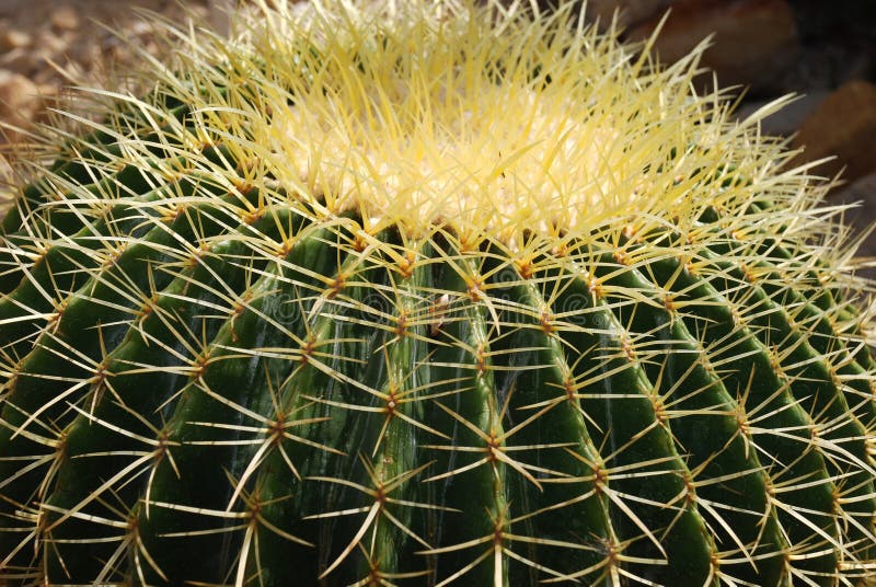 Cactus close-up royalty free stock image