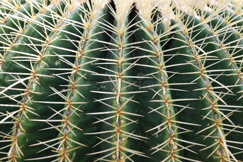 Cactus close-up stock photos