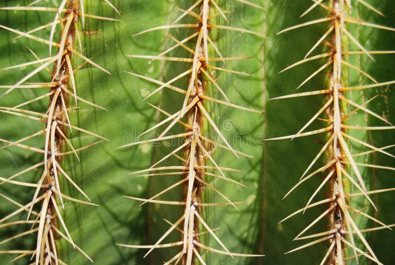 Cactus close up background royalty free stock images