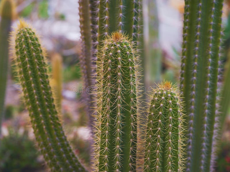 Cactus close up royalty free stock photography