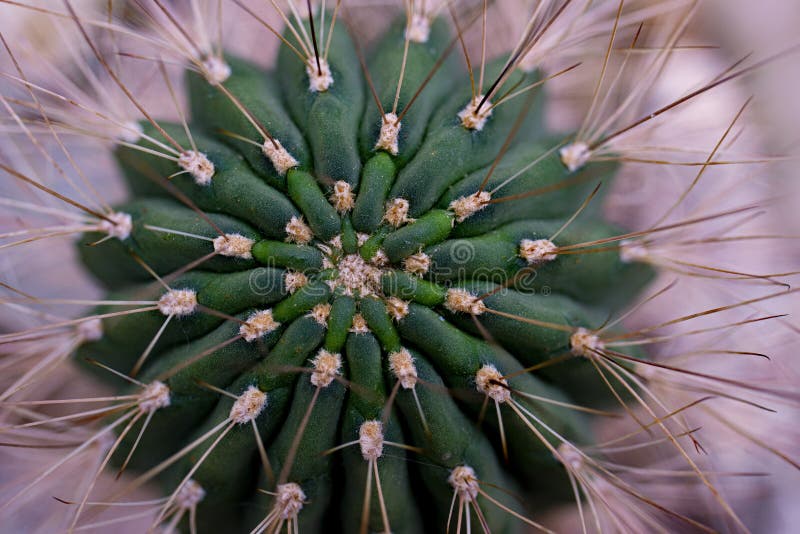 A cactus close up in the detail stock images