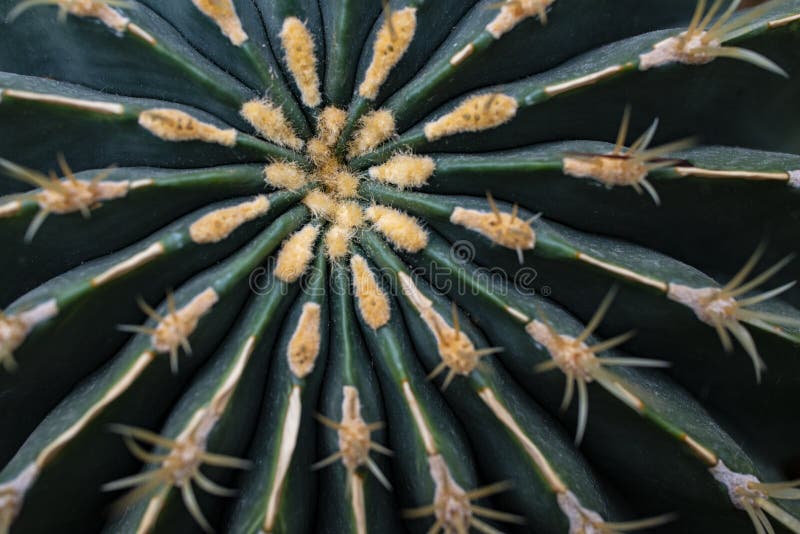 A cactus close up in the detail stock photo
