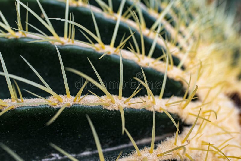 A cactus close up in the detail stock photography