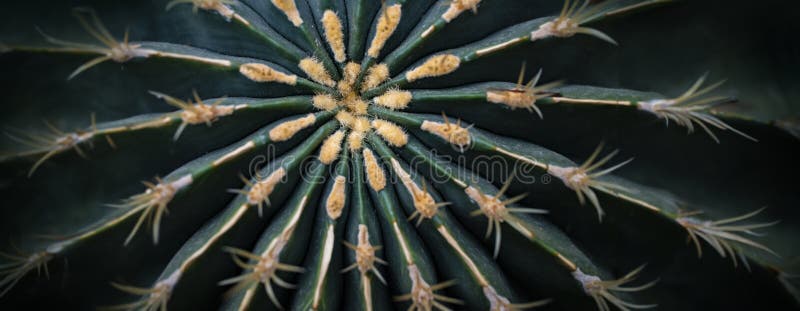 A cactus close up in the detail stock photo
