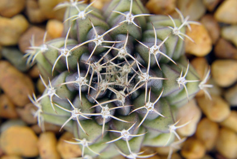 Cactus close up thorn royalty free stock images
