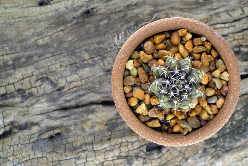 Cactus close up thorn texture royalty free stock photography