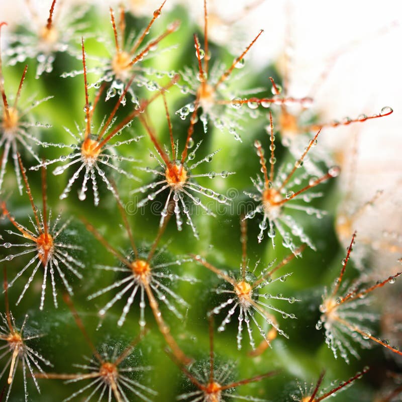 Cactus close up royalty free stock image
