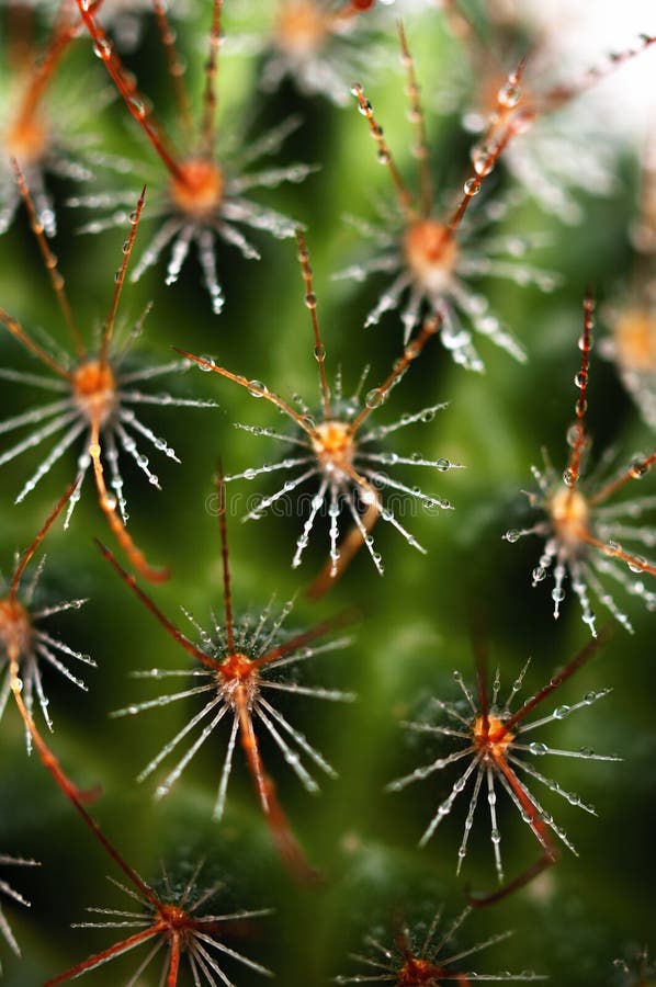 Cactus close up royalty free stock photography