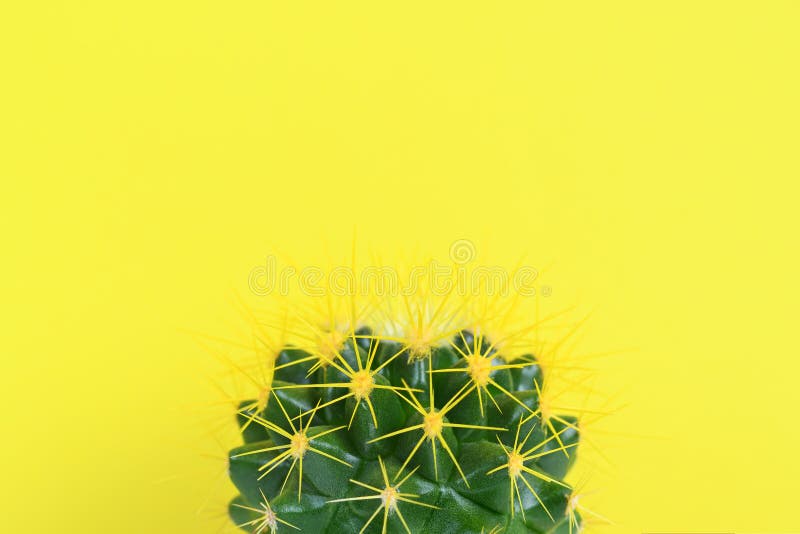 Cactus close-up on yellow background royalty free stock image