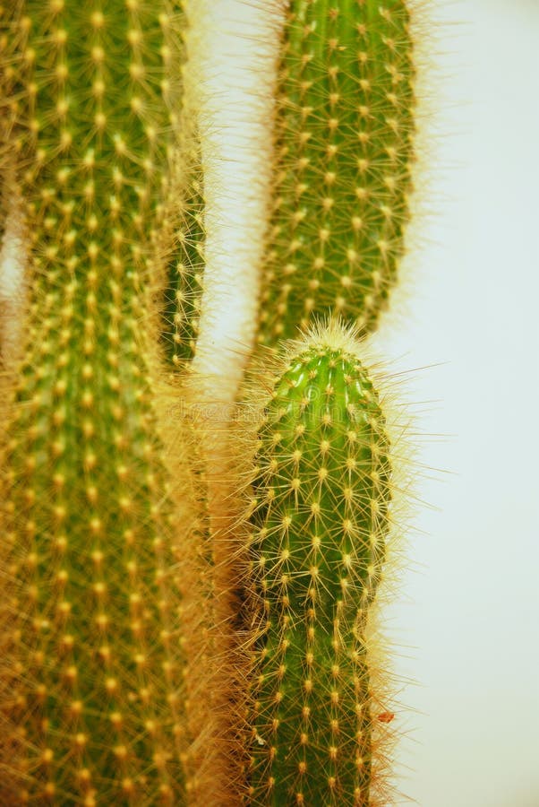 Cactus closeup 01