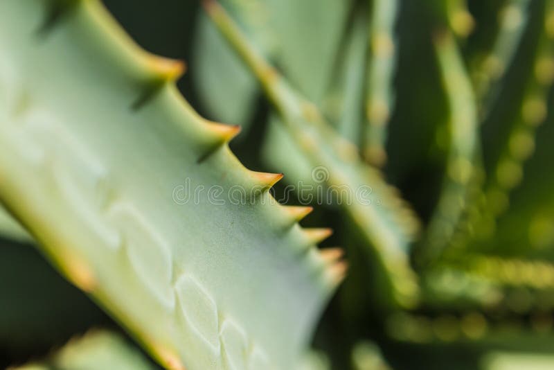 Cactus closeup - green agave macro