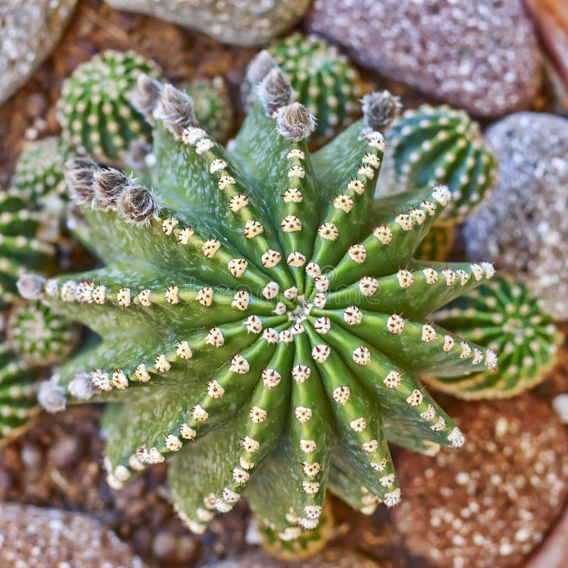 Cactus closeup