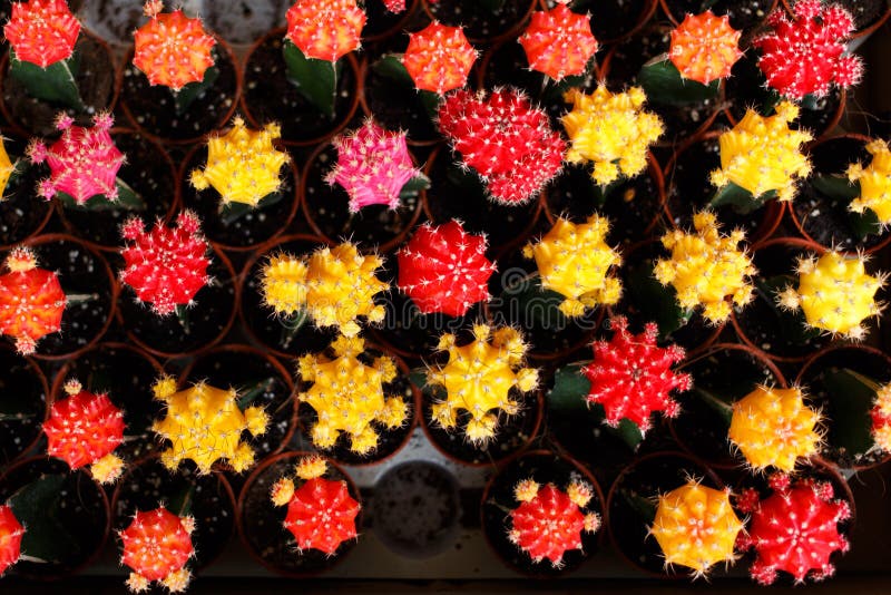 Cactus Coloreado Multi Desde Arriba Imagen de archivo - Imagen de ...