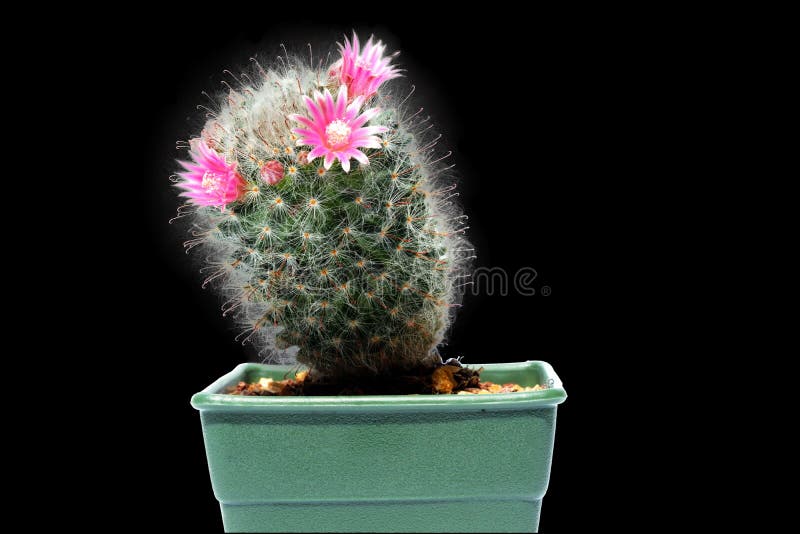 Cactus com flores cor-de-rosa fotografia de stock royalty free Cactus com flores cor-de-rosa fotografia de stock royalty free