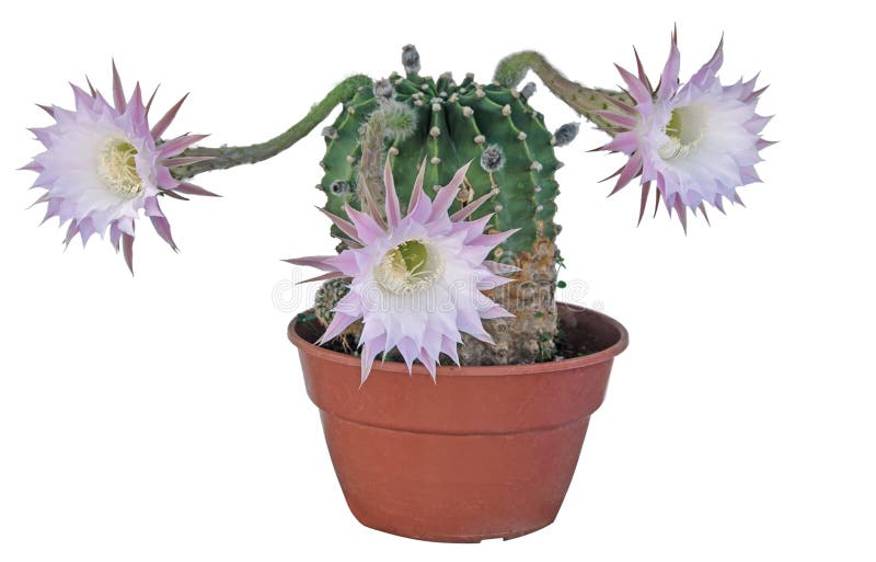 Cactus con i fiori immagini stock libere da diritti