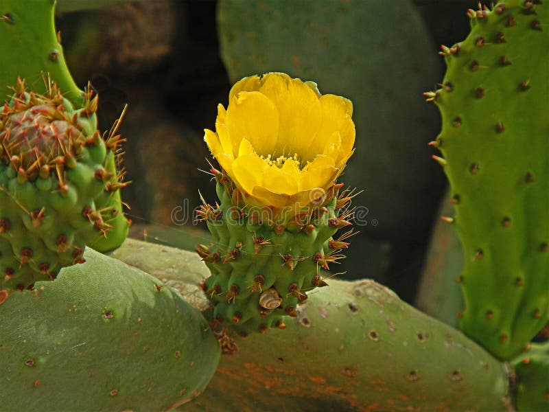 Cactus con i fiori fotografia stock libera da diritti