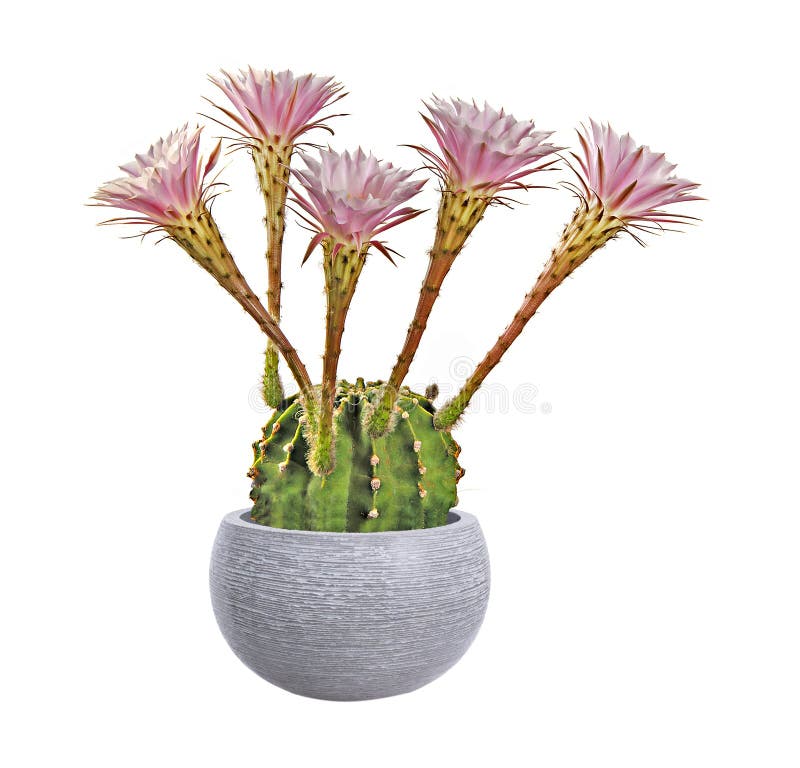 Cactus con i fiori fotografia stock