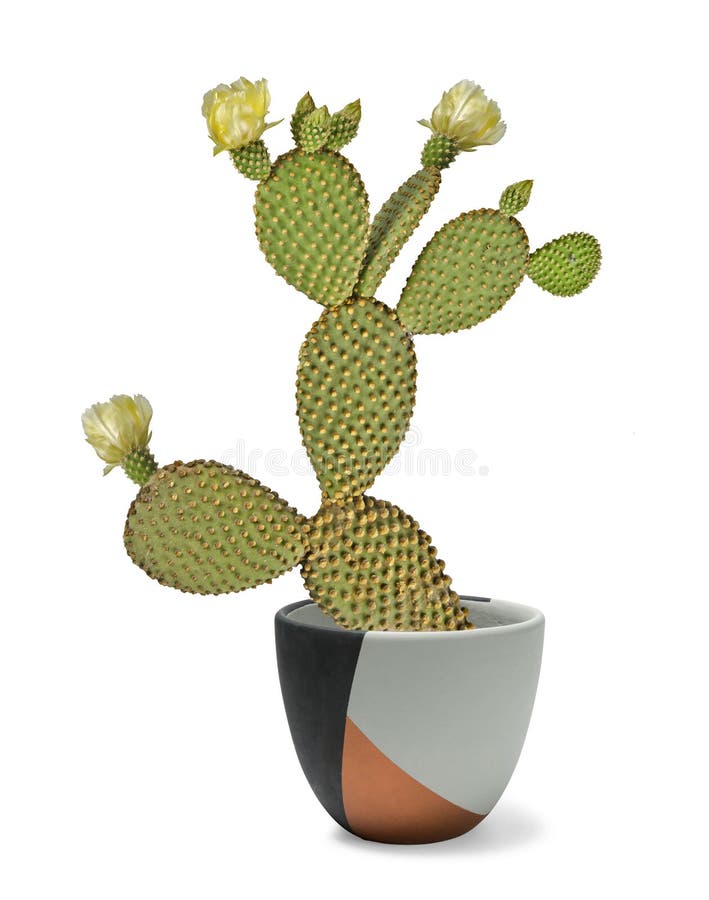 Cactus con i fiori immagini stock