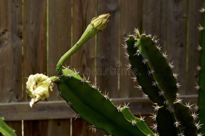 Cactus Con Las Flores Blancas Grandes Imagen de archivo - Imagen de grande,  verde: 153927825