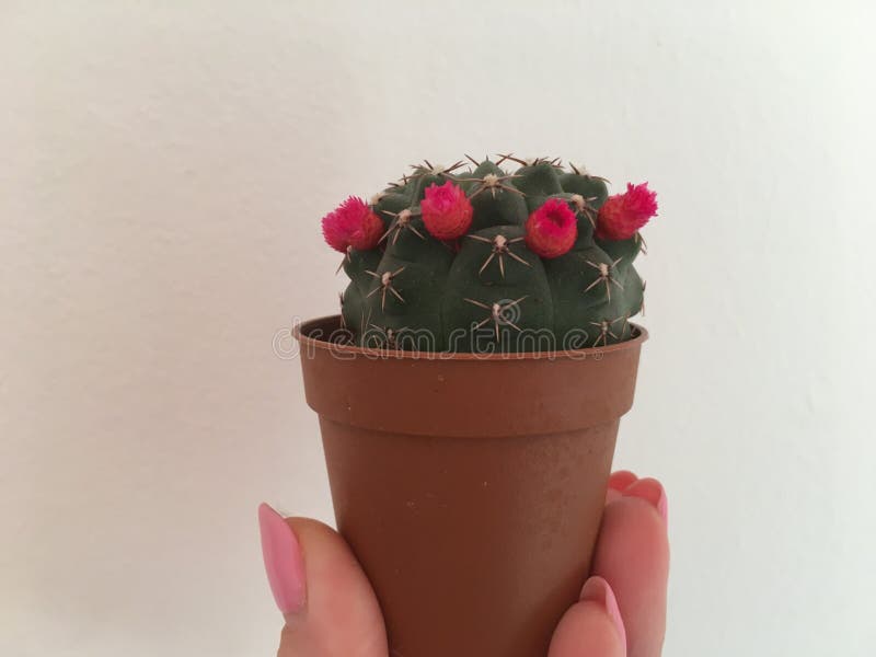 Cactus con las pequeñas flores en el pote a disposición en el fondo blanco foto fotos de archivo Cactus con las pequeñas flores en el pote a disposición en el fondo blanco foto fotos de archivo