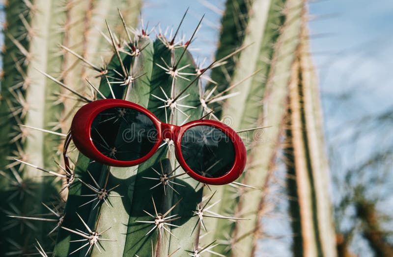 Cactus dans des lunettes de soleil sur un fond clair image libre de droits Cactus dans des lunettes de soleil sur un fond clair image libre de droits