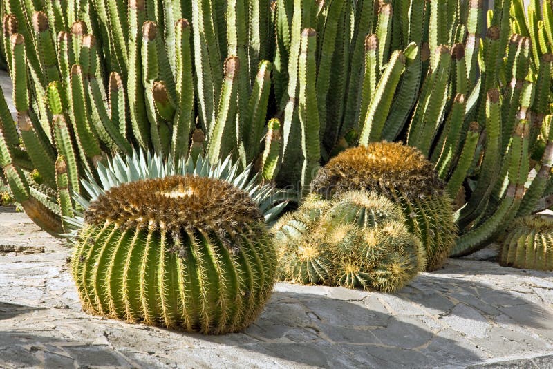 Cactus dans Gran Canaria photographie stock libre de droits Cactus dans Gran Canaria photographie stock libre de droits