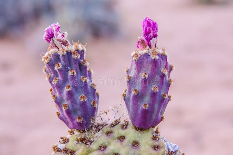 Cactus dans le désert du Nevada photographie stock Cactus dans le désert du Nevada photographie stock