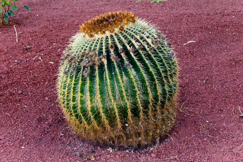 Cactus dans un jardin tropical à Lanzarote. Lanza