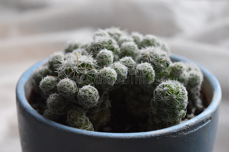 Cactus dans un pot photo stock Cactus dans un pot photo stock