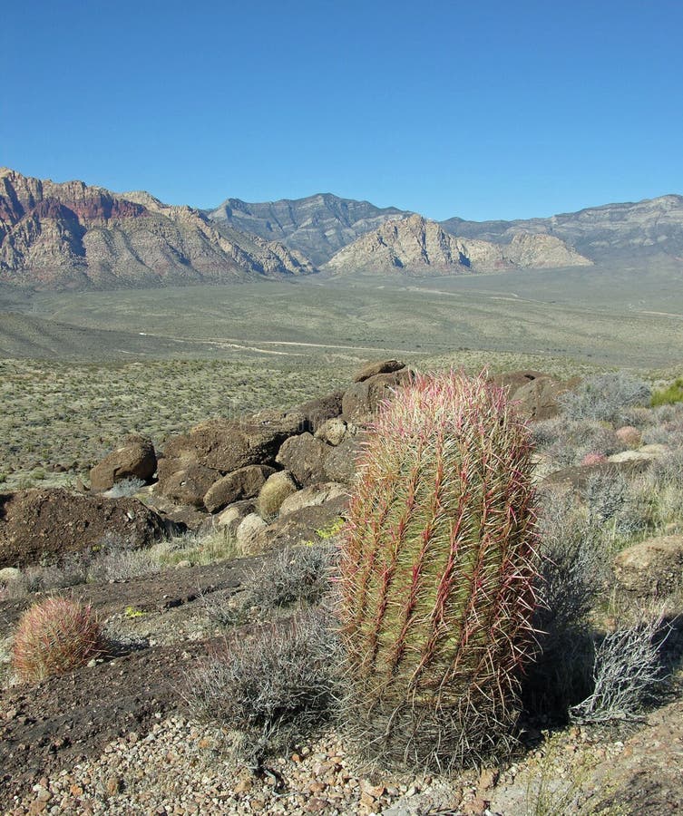 Cactus de baril avec la vue scénique d'une partie de canyon rouge de roche près de Las Vegas, Nevada. photo libre de droits Cactus de baril avec la vue scénique d'une partie de canyon rouge de roche près de Las Vegas, Nevada. photo libre de droits
