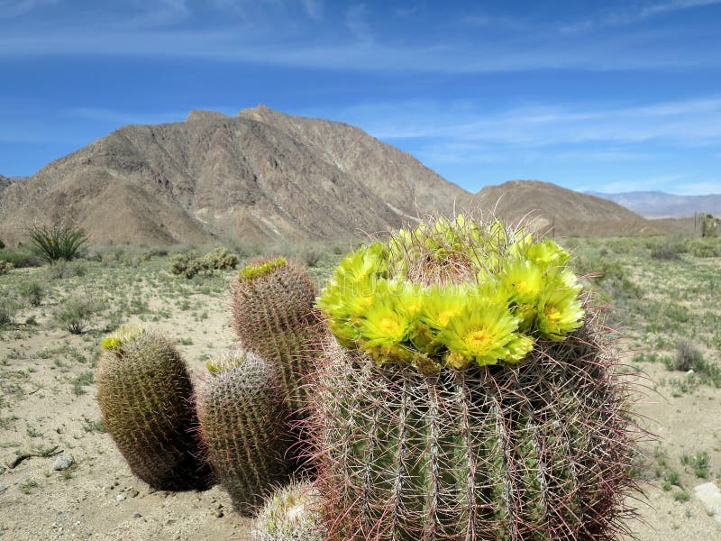 Cactus de barril en la floración imágenes de archivo libres de regalías Cactus de barril en la floración imágenes de archivo libres de regalías