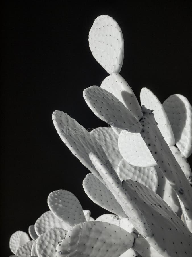 Stark black and white contrast, Desert Beavertail Cactus. Stark black and white contrast, Desert Beavertail Cactus
