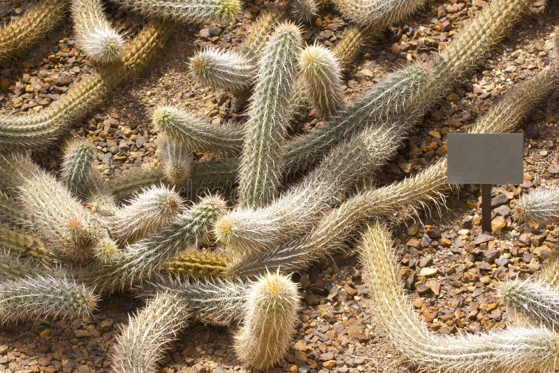 Cactus de diable de rampement photo stock Cactus de diable de rampement photo stock
