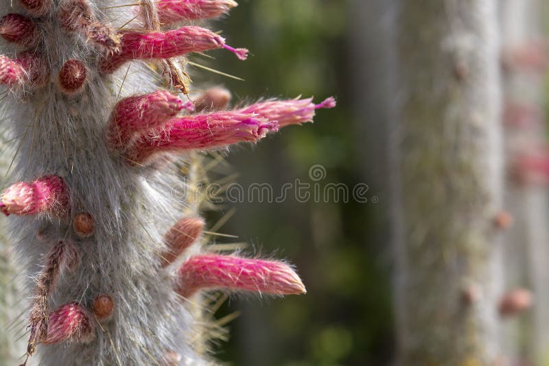 Cactus de floraison avec les fleurs roses image stock Cactus de floraison avec les fleurs roses image stock