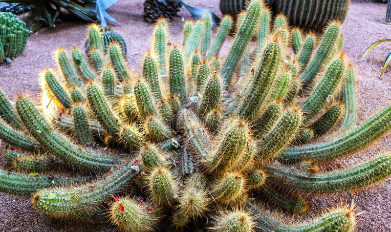Images Cactus Du Maroc - Téléchargez 194 Photos libres de droits
