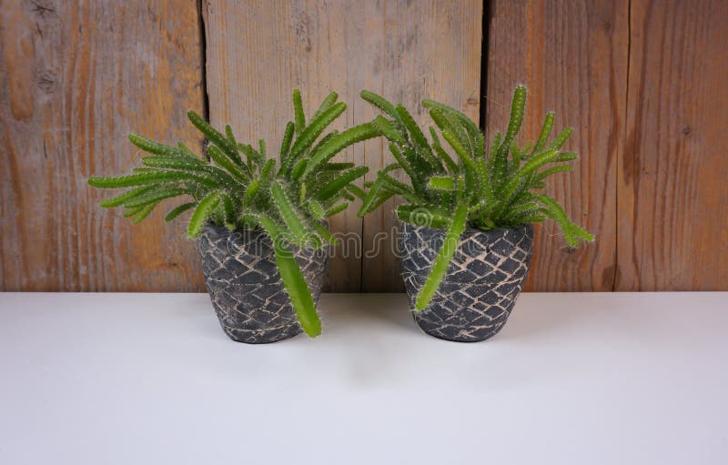 Cactus de la planta de la casa de Minimalistic en mini potes de piedra en el fondo blanco y de madera con el espacio de la copia imagenes de archivo Cactus de la planta de la casa de Minimalistic en mini potes de piedra en el fondo blanco y de madera con el espacio de la copia imagenes de archivo